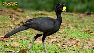 TOP 10 AVES MÁS INCREÍBLES DEL MUNDO