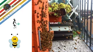 10 of 10 - Apicoltura - Api e inquinamento: apicoltori in città e arnie sui balconi (ape  vs vespa)