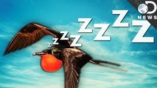 How Can Birds Sleep While They're Flying?