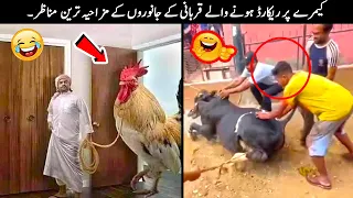 20 Qurbani Animals Funny Moments Caught On Camera