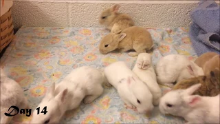 Harlequin Baby Bunnies Days 1-25