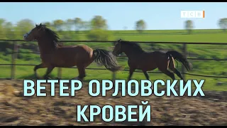 2 кадра. Перезагрузка. #8 Ветер орловских кровей. Анонс