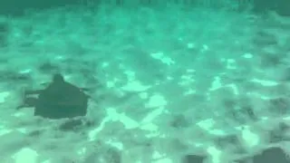 2013 Destin, Florida underwater view of Sea Turtle