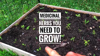 Creating a Medicinal Herb Garden in my Backyard