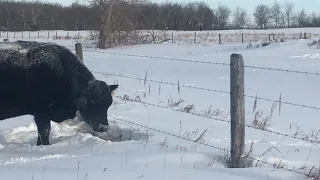 Grazing Through The Snow