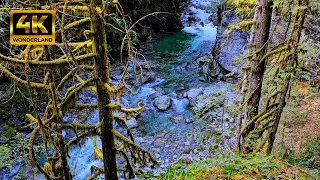 Relaxing Nature Sounds, Flowing Water and Bird Songs | Beautiful Canyon in a Rainforest [4K]