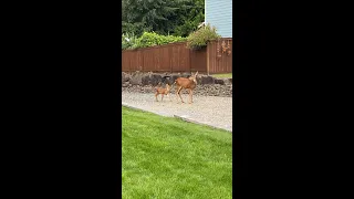 Baby Deer Nursing On Mother