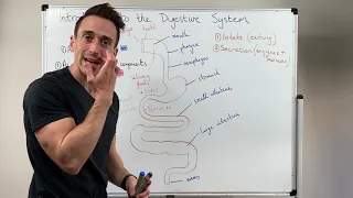 Overview of the Digestive System