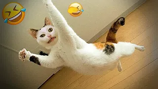 😍😆 Funniest Cats and Dogs 🐱🐱 Best Funniest Animals Video 2024 # 17