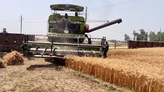 Kartar 4000 harvester combine | harvesting and dropping wheats 🌾 in the trolley