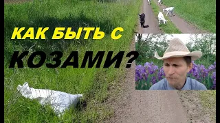 Породы коз - какого цвета коз выбрать?