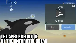 Fishing Life #14 |Catching Killer Whale/Orca | The Apex Predator of the Arctic Ocean