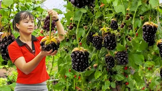 Harvesting Forest Fruit Goes to market sell, Take care animals in farm | Tiểu Vân Daily Life