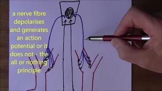 Cardiovascular System, Regulation of blood pressure