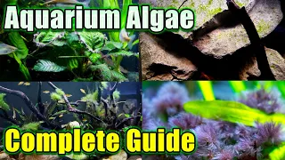 Complete Guide to Aquarium Algae - How to Identify it and Get Rid of It!