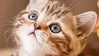 Funny Animal videos 2023 / Funny Cats and dogs | Funniest Animals 2023 🐈  Animals Home