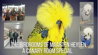 Budgie Breeder Maarten Heylen - A Canary Room special visit.