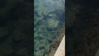 Seiche en direct à vue en port #dorade #doraderoyale #fishing #peche #calamar #seiche #fishing