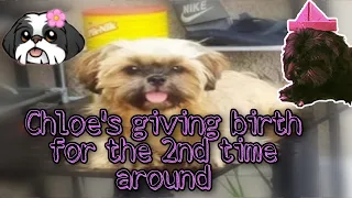 SHIH TZU GIVING BIRTH FOR THE 2ND TIME AROUND | GAVE BIRTH JUST ONE PUPPY