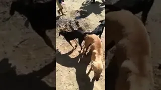 Dogs mating, 3 dogs stuck, dogs threesome.