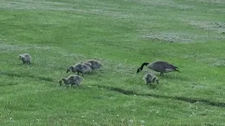 Goslings