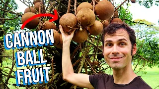 I Tasted The Incredible Color-Changing CANNONBALL FRUIT!