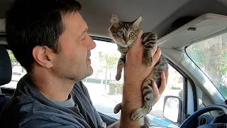 Homeless kitten Bars lived on the highway