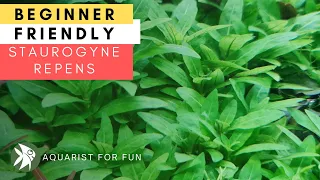 BEGINNER FRIENDLY Aquarium Plant - STAUROGYNE REPENS