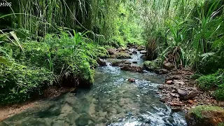 Pleasant birds chirping, gentle stream sound flowing in the beautiful green forest