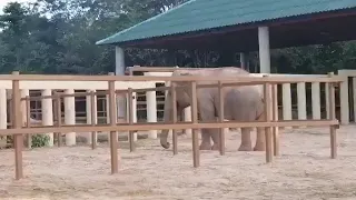 Elephant activities, Update Beautiful Kaavan (Rescued Elephants) [Episode 48]