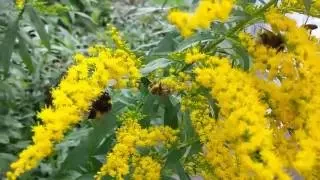 Bees At Work