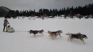 Нюша с мужем катаются на собачьей упряжке с хаски (Красноярск, 2019)