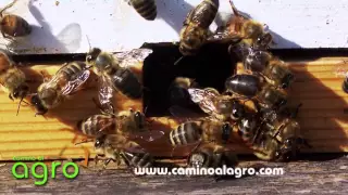 Apicultura - Aspectos Generales para producción de Miel de Abejas- TvAgro por Juan Gonzalo Angel