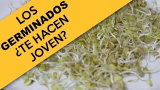 ¿Los Germinados te Hacen Joven?  Germinados -1