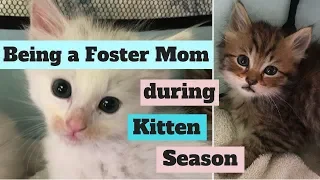 Kitten Season 2019 - Saving Homeless Cats & their Babies