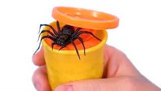 Spider In Play Doh!