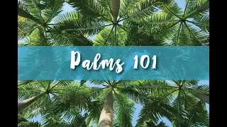 Palms 101 Part 2.