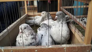 БОЛЬШАЯ СБОРНАЯ ЯРМАРКА ГОЛУБЕЙ. МОСКВА.31.10.20. ЧАСТЬ 3#голубеводство#голуби#ярмаркаголубей#pigeon