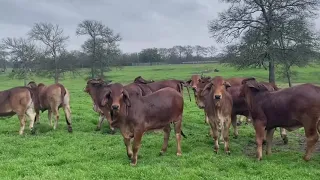 Broken Triangle Cattle Red Brahman Heifers For Sale