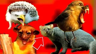 10 экзотических гибридных видов животных которые вас поразят