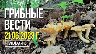 ГРИБНЫЕ ВЕСТИ 21 июня 2023 года. Сбор белых грибов и лисичек.