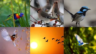 Gentle Forest bird chirping nature sounds - bird sounds spectacular : morning bird song