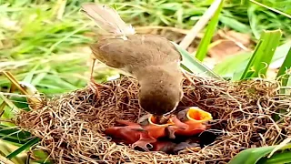 Bar-winged prinia Bird raises babies very well#bird