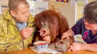 Turn On and Be Happy! Oleg Zubkov brought an orangutan Dana to eat borscht and watch TV in a cafe!
