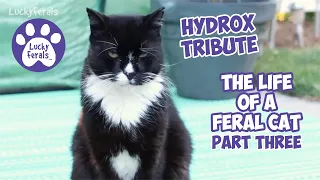 Hydrox TRIBUTE * Part 3 * Feral Cat Video COMPILATION * The Life Of A Feral Cat * 2018