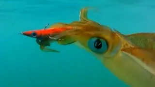 AUTO SQUID CALAMARI TROLLING - YouFishTV Australia