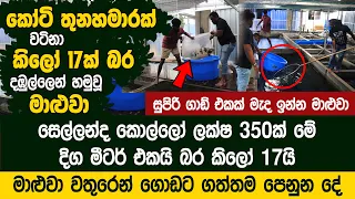 කෝටි තුනහමාරක් වටිනා කිලෝ 17ක් බර දඹුල්ලෙන් හමුවූ මාළුවා  - OYA NISHIKIGOI Koi Fish