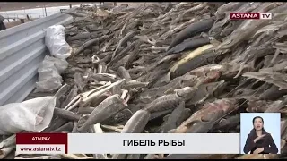 В Атырауской области погибло 36 тыс осетровых рыб