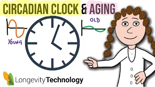 Circadian rhythms and aging.