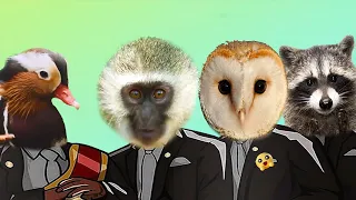 Mandarin Duck & Raccoon & Owl & Monkey - Coffin Dance Meme ( COVER )